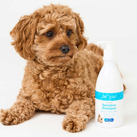 Brown dog sitting next to a bottle of Dr. Zoo Sensitive Shampoo on a white background