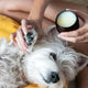 Person holding a jar of cream next to a white dog with a yellow blanket underneath.