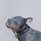 Dog wearing a blue collar with 'essential dog' branding on a light gray background.