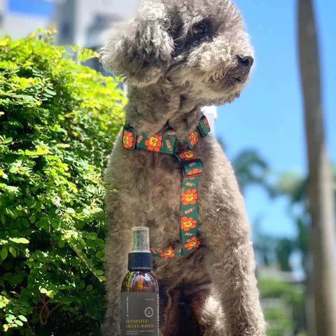 Dog wearing a colorful collar with a bottle of pet product in front of greenery.