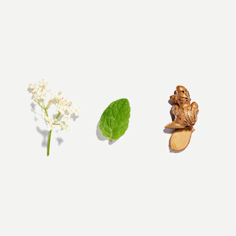 Love Tea Respiratory Pyramid Tea Bags ingredients, an elderflower sprig, a mint leaf and a piece of ginger on a plain white background