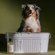 Koala Eco Natural Dog Wash